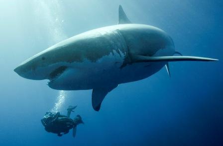 Le requin en action
