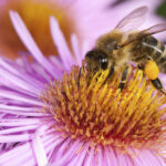 L&rsquo;abeille est être sociale