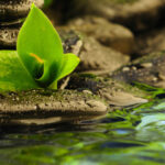 Musique Lounge © influence-fengshui.com