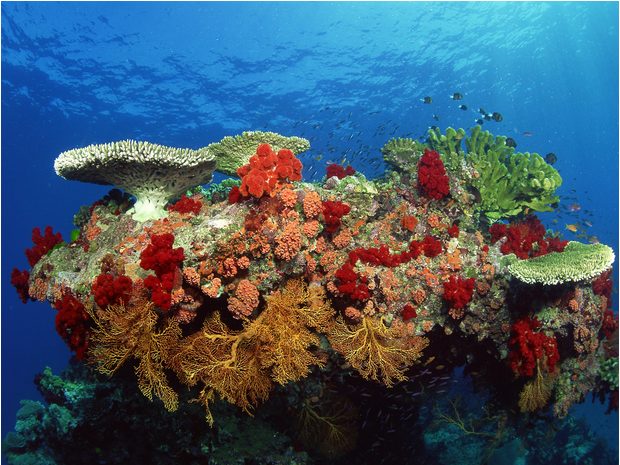 corail