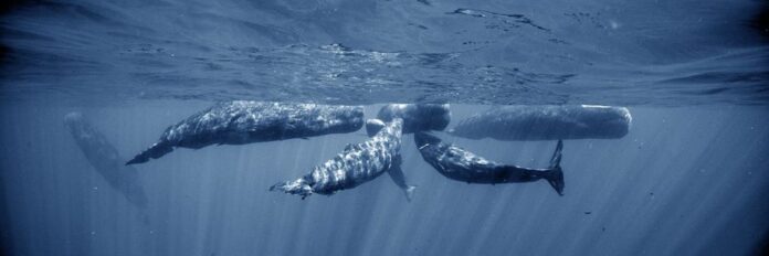 Cétacés: leur protection est elle suffisante ?
