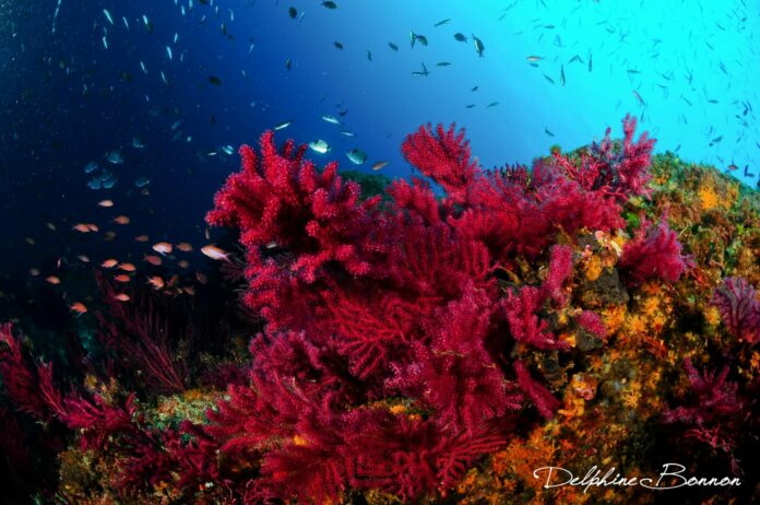 recif corail