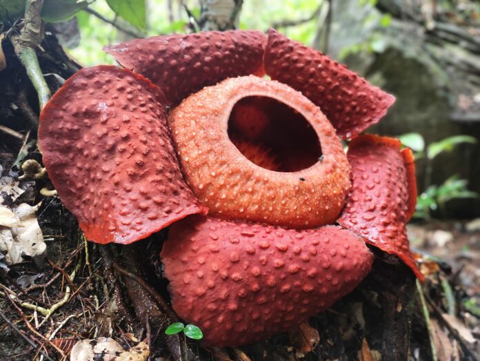 Rafflesia ©Gunung Gading National Park|Rafflesia ©Gunung Gading National Park|Rafflesia ©Gunung Gading National Park|Rafflesia ©Gunung Gading National Park