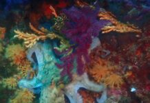 Les Gorgones en Méditerranée - ©Terra_Cultura|Les Gorgones en Méditerranée|Les Gorgones en Méditerranée - ©Terra_Cultura