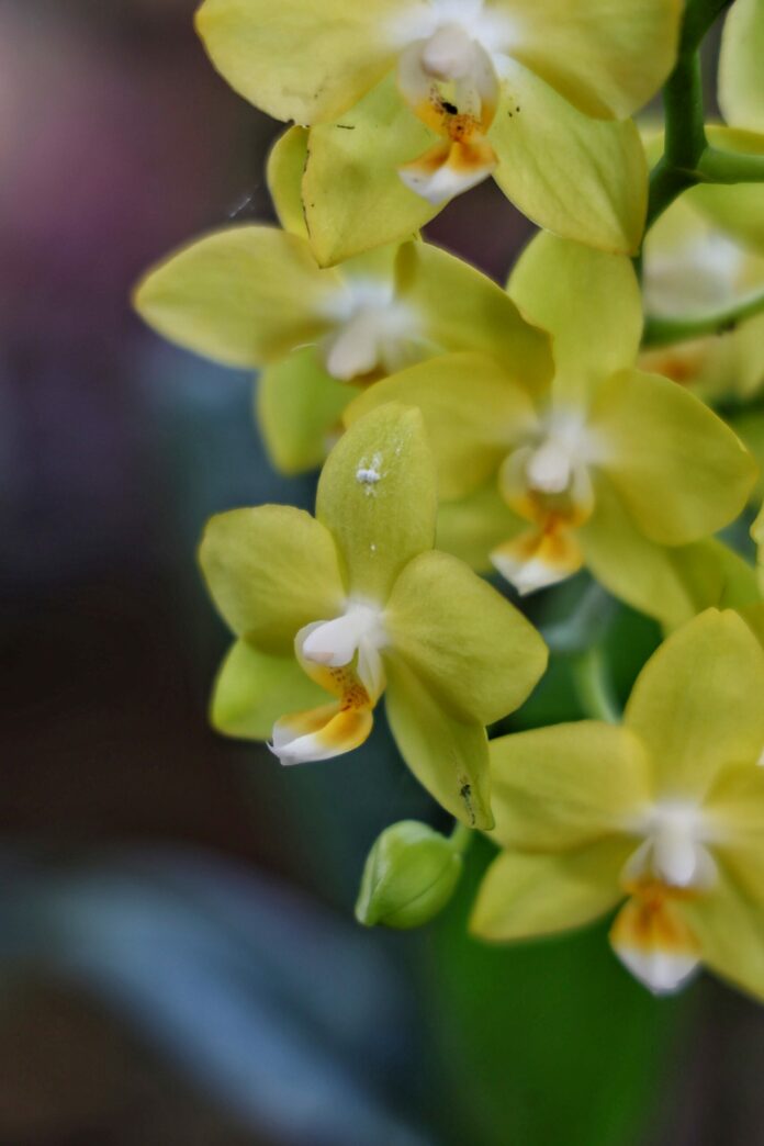 Les Orchidées Sauvages : Un Trésor de la Biodiversité Tropicale|Les Orchidées Sauvages : Un Trésor de la Biodiversité Tropicale|Les Orchidées Sauvages : Un Trésor de la Biodiversité Tropicale