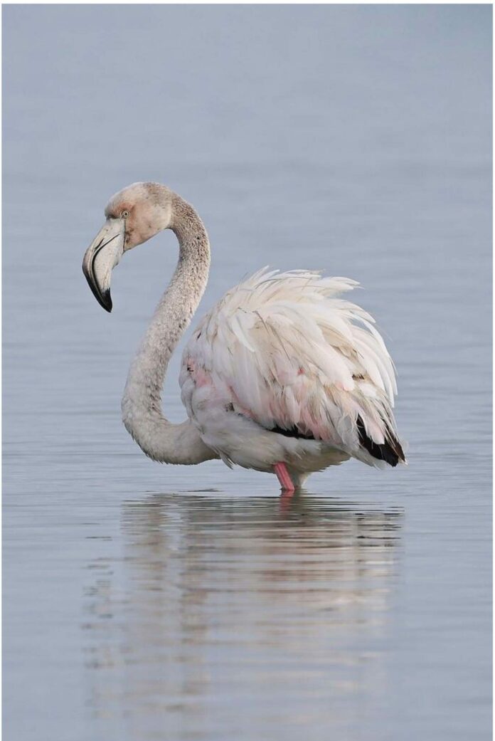 ||Le Flamant Rose