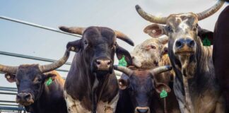 Le Rodéo Australien|Le Rodéo Australien|Le Rodéo Australien