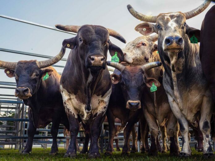 Le-Rodeo-_-Du-Metier-Au-Sport-De-Divertissement5 Le Rodéo Australien|Le Rodéo Australien|Le Rodéo Australien