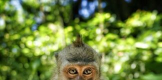 Macaques crabiers • ©Damien_Lafon (Terra Cultura)|Macaques crabiers • ©Damien_Lafon (Terra Cultura)|Macaques crabiers • ©Damien_Lafon (Terra Cultura)