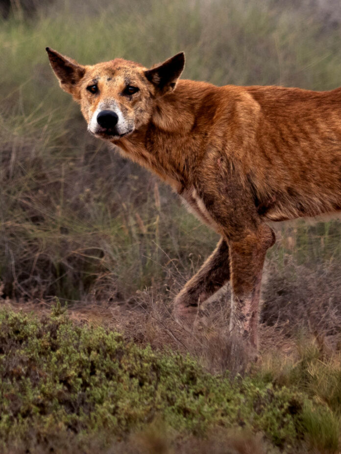 Dingos en Australie