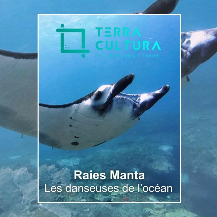Terra-Cultura reportage sur les raies Manta|Terra-Cultura reportage sur les raies Manta|Terra-Cultura reportage sur les raies Manta|Terra-Cultura reportage sur les raies Manta